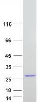 Human BMF Protein (Recombinant Myc-DDK (Flag))