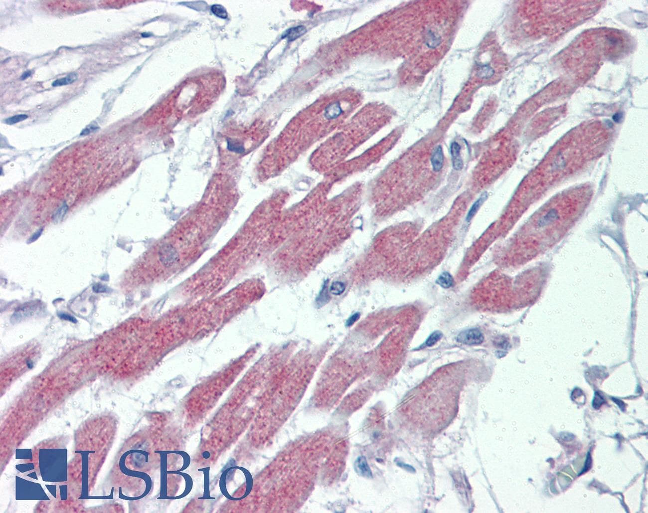 IHC-plus™ STK39 / SPAK Antibody