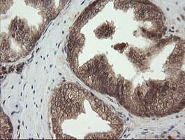 UBE2G2 Antibody (clone OTI4E12)