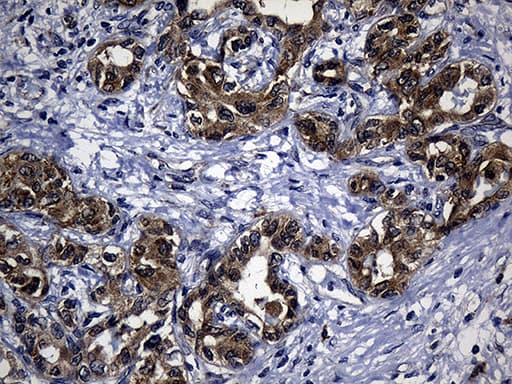 Monoclonal Mouse anti-Human KIAA1970 / EARS2 Antibody (clone OTI2C1, Carrier-free, IHC, WB)