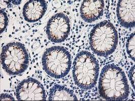 TOMM34 Antibody (clone OTI2A9, Carrier-free)