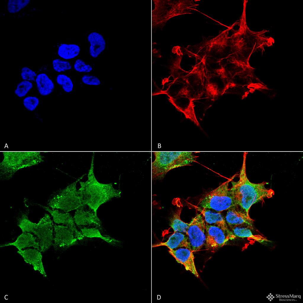 GABRA4 Antibody (clone S398A-34)