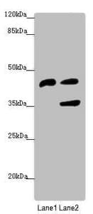 SERPINB6 / PI-6 Antibody