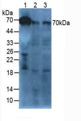 AFM / Afamin Antibody (aa22-210, APC)