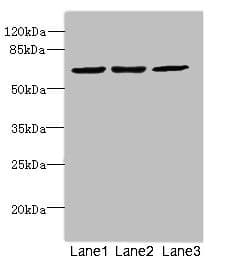 CPSF3L Antibody