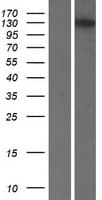 VCPIP1 Protein (Over-Expression Lysate Myc-DDK (Flag))