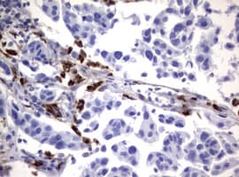 Monoclonal Mouse anti-Human NEU1 / NEU Antibody (clone OTI3D4, IHC, WB)