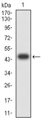 c-Met Antibody (clone 5E9B7)