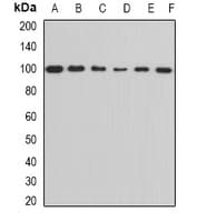 IHC-plus™ ALDH1L1 Antibody