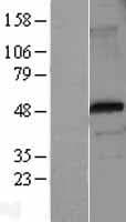 FOXP3 Protein (Over-Expression Lysate Myc-DDK (Flag))