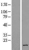 C14orf1 Protein (Over-Expression Lysate Myc-DDK (Flag))