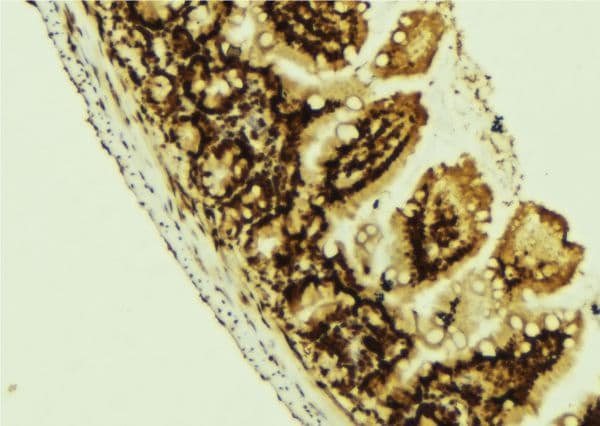 Myosin VI / MYO6 Antibody