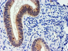 UBXN2B Antibody (clone OTI2E9, Carrier-free)