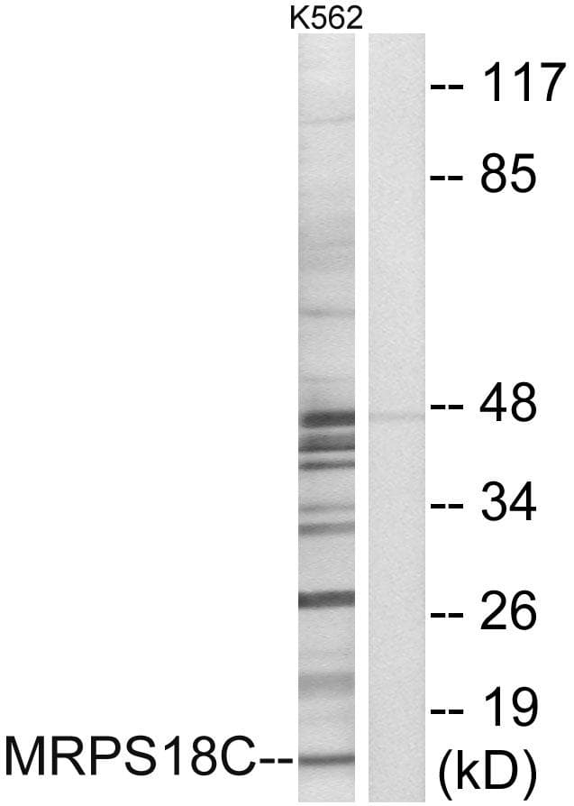 Polyclonal Rabbit anti-Human MRPS18C Antibody (IHC, IF, WB)