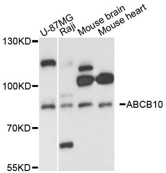 Polyclonal Rabbit anti-Human ABCB10 Antibody (WB)