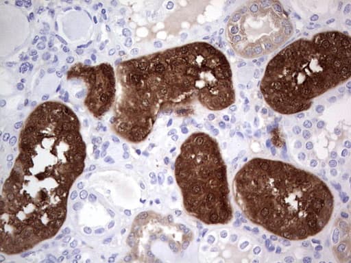 ASPA Antibody (aa77-313, clone OTI5B8)