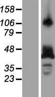 RBM4 / LARK Protein (Over-Expression Lysate Myc-DDK (Flag))