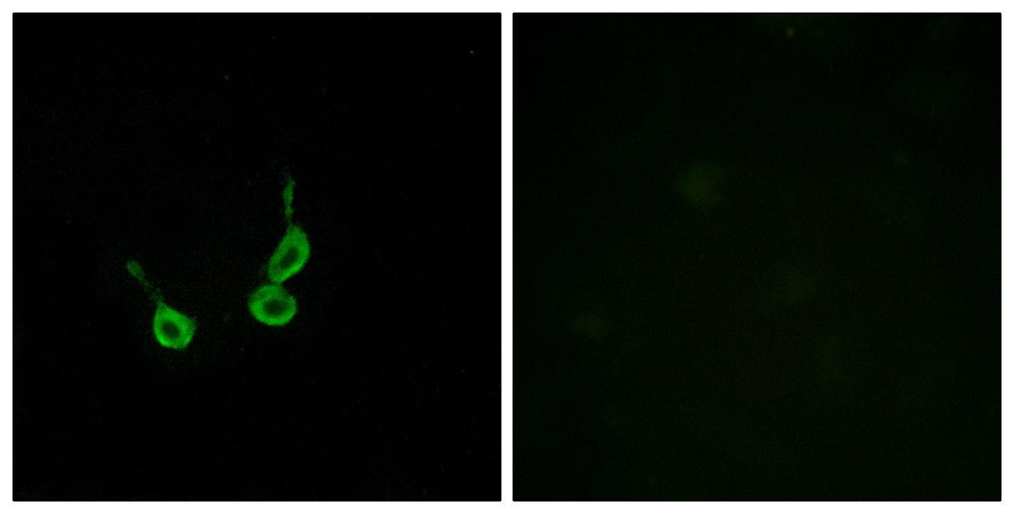GPR150 Antibody