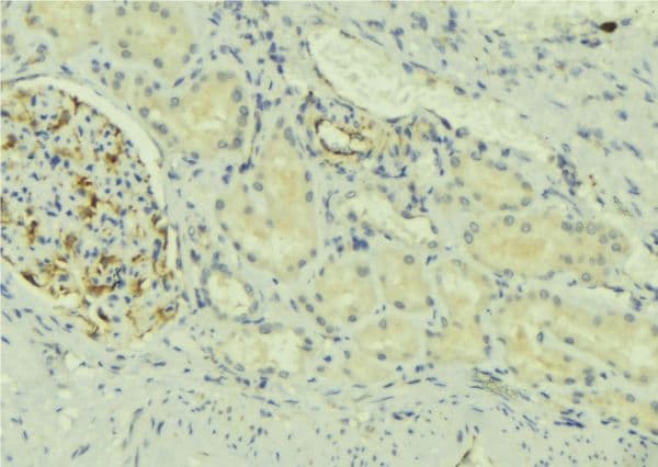 NDFIP2 Antibody