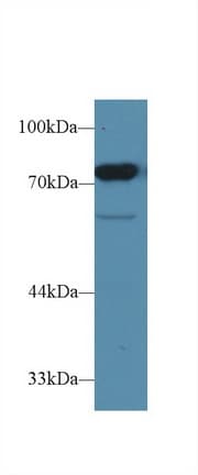 CD2AP Antibody (aa368-623, Cy3)