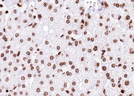 Polyclonal Rabbit anti-Human USP36 Antibody (IHC, IF, WB)