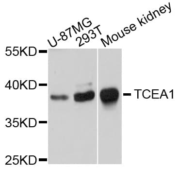 TCEA1 / TFIIS Antibody