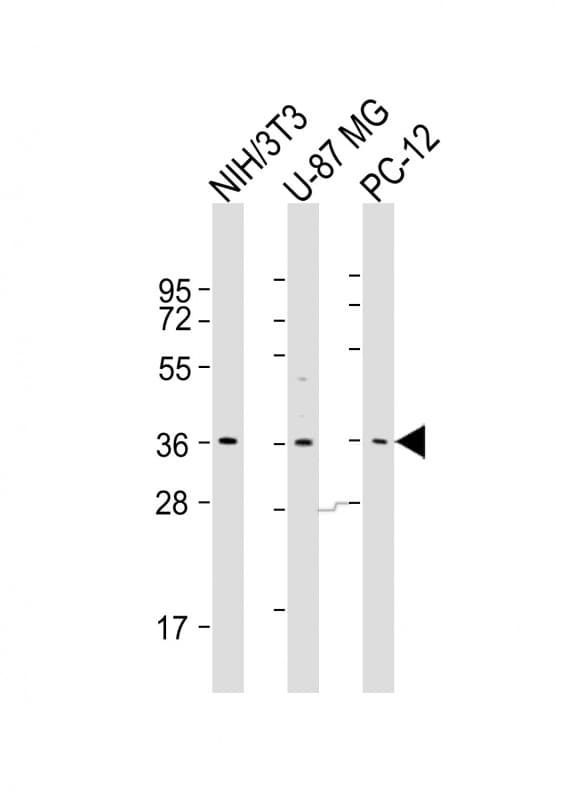COPS5 / JAB1 Antibody (aa187-222)