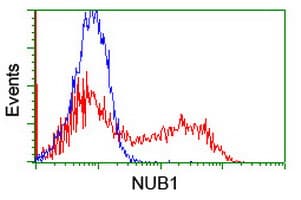 NUB1 Antibody (aa1-326, clone OTI1B7, Carrier-free)