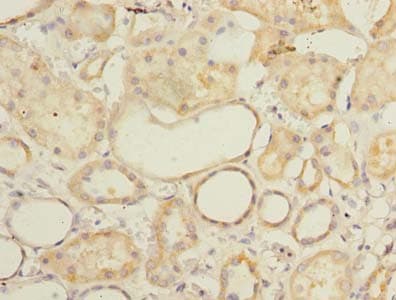 FAM92A1 Antibody