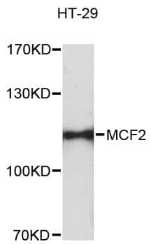MCF2 / DBL Antibody