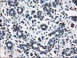 KIAA0153 / TTLL12 Antibody (clone OTI4B2)