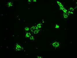 HSPA9 / Mortalin / GRP75 Antibody (clone OTI4A1)