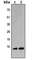 BATF Antibody (N-Terminus)