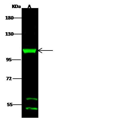 Polyclonal Rabbit anti-Human DHTKD1 Antibody (Preservative Free, WB)