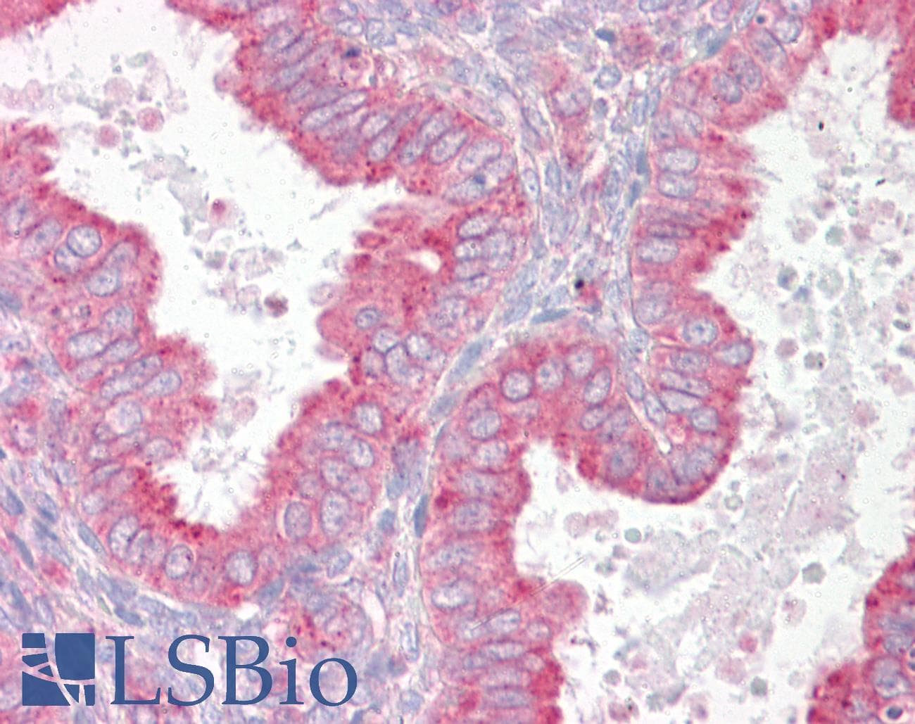 IHC-plus™ UBE1L / UBA7 Antibody (aa963-1012)
