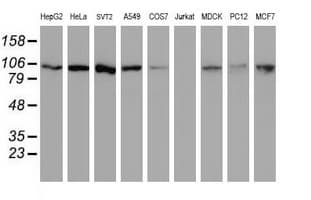 Cullin 4B / CUL4B Antibody (clone OTI7F8)
