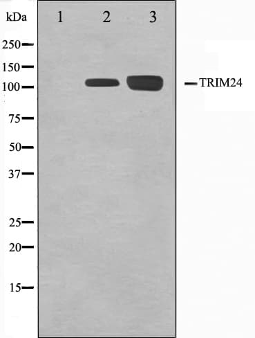 TRIM24 / TIF1 Antibody