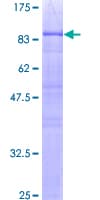 Human NAP1L2 / BPX Protein (Recombinant GST)
