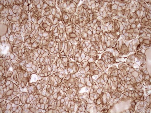 EPLIN Antibody (aa1-275, clone OTI8F7)