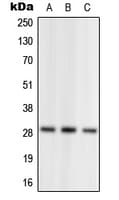NRL Antibody (N-Terminus)