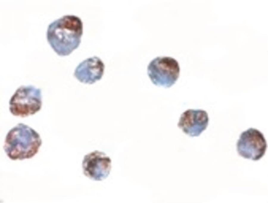 IHC-plus™ Polyclonal Rabbit anti-Human ZBED2 Antibody (IHC, WB)