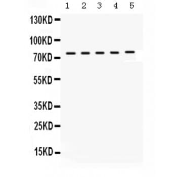 KIF3A Antibody (aa485-699)