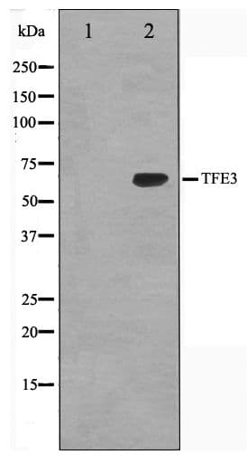 TFE3 Antibody