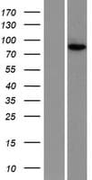 NUP88 Protein (Over-Expression Lysate Myc-DDK (Flag))
