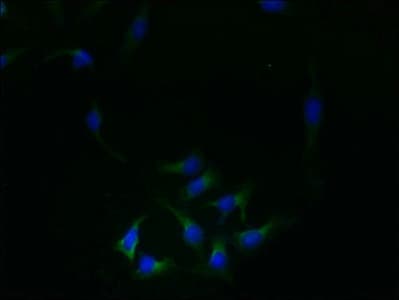 REEP4 Antibody