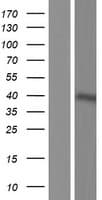 FCRLA Protein (Over-Expression Lysate Myc-DDK (Flag))