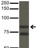 ATXN1 / SCA1 Antibody (clone S76-8)