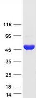 Human CTBP2 Protein (Recombinant Myc-DDK (Flag))