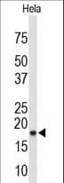 COXIV / COX4 Antibody (aa25-54)