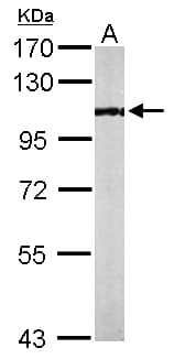 KAT2B / PCAF Antibody (aa767-832)